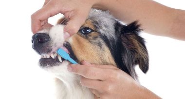 Чистка зубов у собак