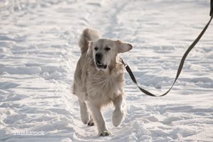 Собака зимой на улице