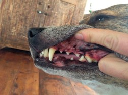 Все о здоровье зубов вашей собаки