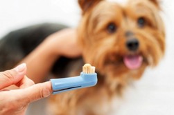 Все о здоровье зубов вашей собаки